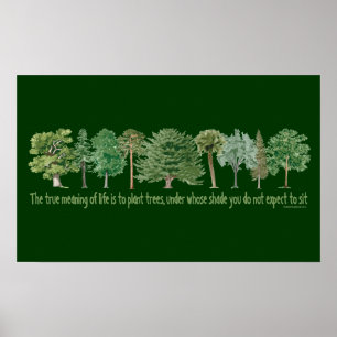 Poster Arbres plantes