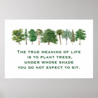 Arbres plantes Signification de la vie De l'enviro