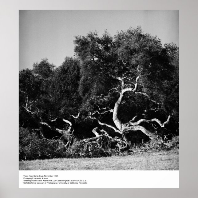 Poster Arbres près de Père Noël Cruz, 1962, par Ansel Ada (Devant)