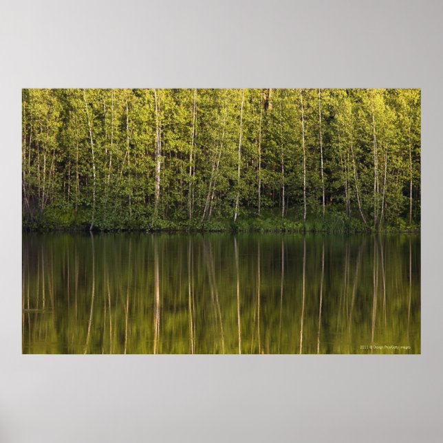 Poster Arbres Reflétés Dans L'Eau (Devant)