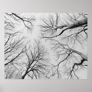 Poster Arbres sans feuilles dans le bois de Thiepval