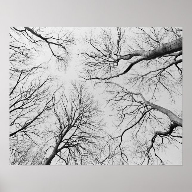 Poster Arbres sans feuilles dans le bois de Thiepval (Devant)