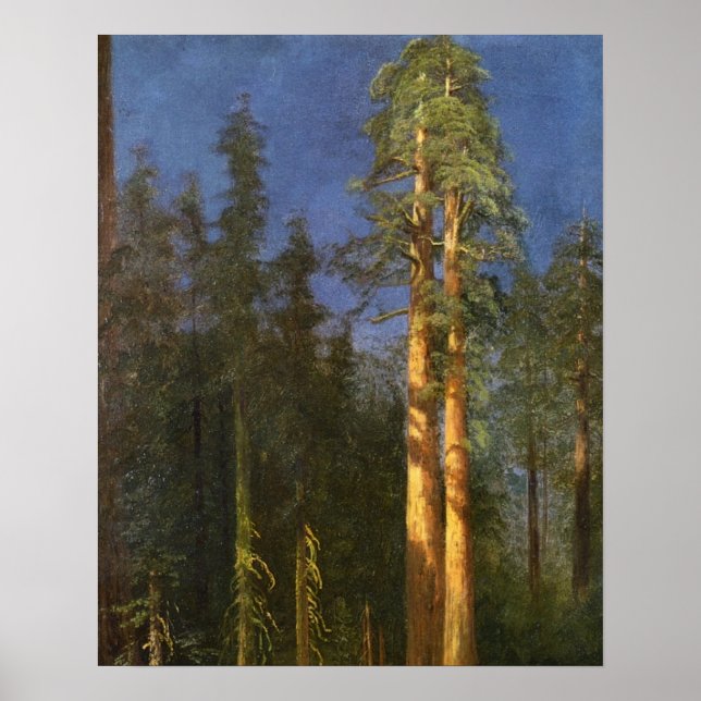 Poster Arbres séquoias (Devant)