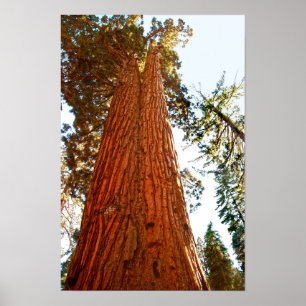 Poster Arbres séquoias du couple fidèle, Yosemite