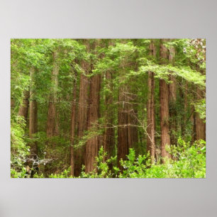 Poster Arbres séquoias du monument national Muir Woods