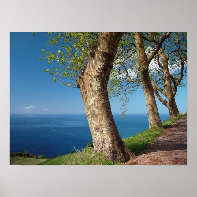 Poster Arbres surplombant l'océan (Devant)