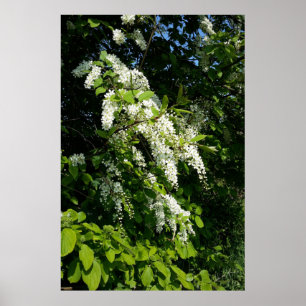 Poster Arbuste à fleurs blanches