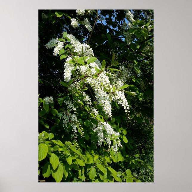 Poster Arbuste à fleurs blanches (Devant)