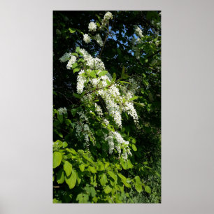 Poster Arbuste aux fleurs blanches
