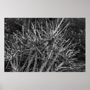 Poster Arbuste moulu