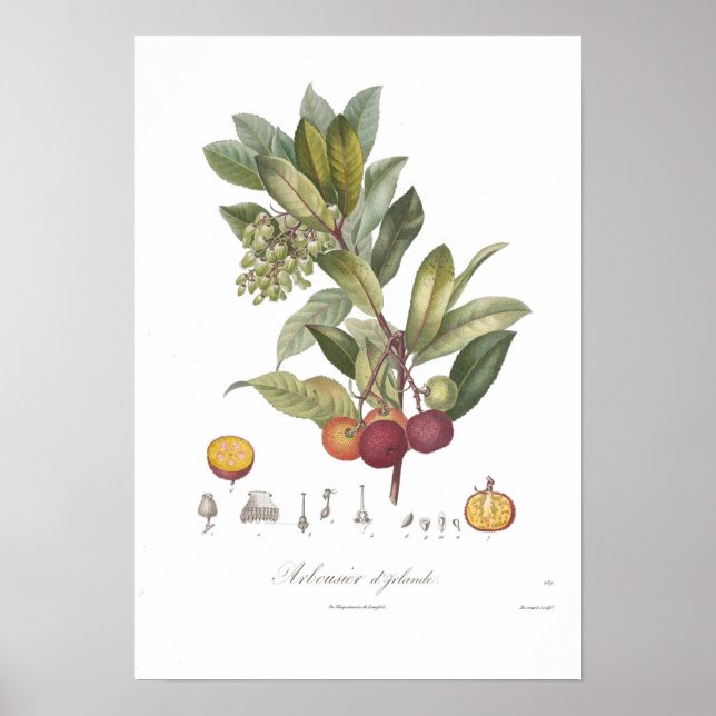 Poster Arbutus unedo-Stawberry (Devant)