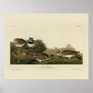 Poster Arc de rivage (Arc de corne) Audubon Birds of Amer