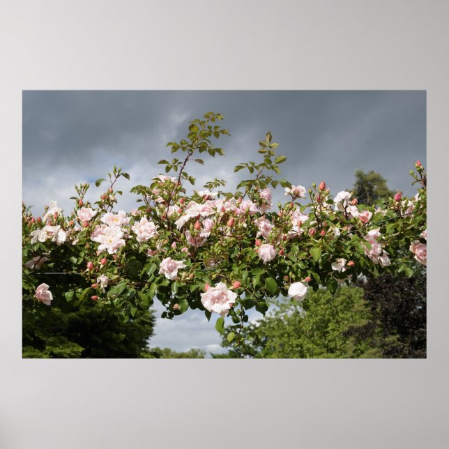 Poster arc de roses (Devant)