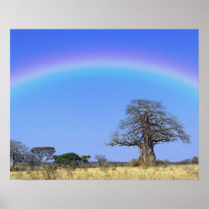 Poster Arc en ciel et baobab africain, Adansonia