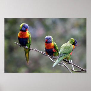Poster Arc-en-ciel Lorikeets