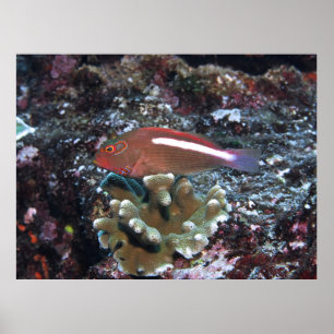 Poster Arc Eye Hawfish