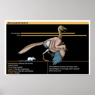 Poster Archaeopteryx - Jurassic Dinosaur Biology