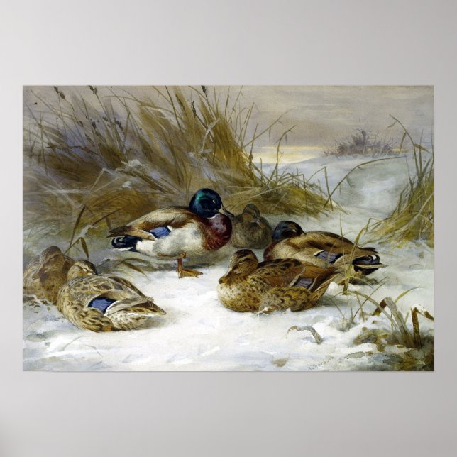 Poster Archibald Thorburn Paysage hivernal avec Mallard (Devant)