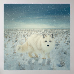 Poster Arctic Fox