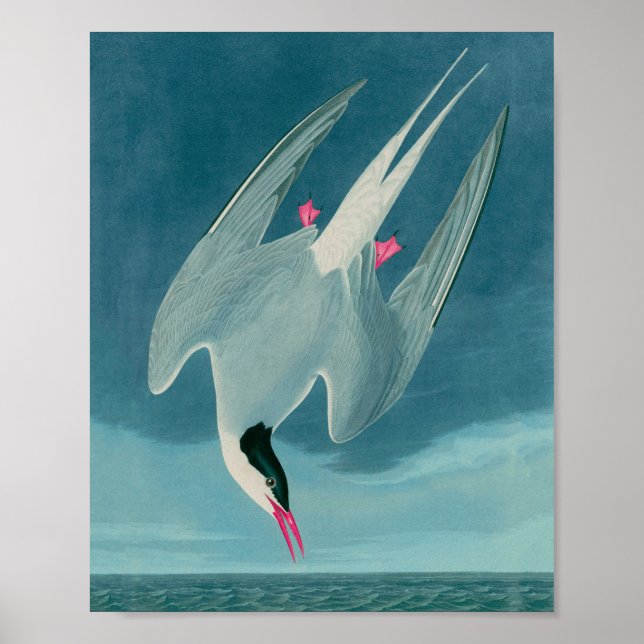 Poster Arctic Tern Birds of America Audubon (Devant)