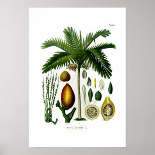 Poster Areca catechu (palmier à noix de bétel)