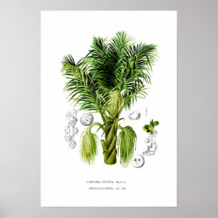 Poster Arenga sacchifera