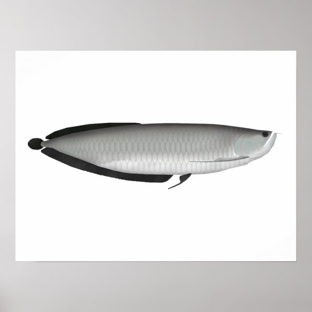 Poster Argent Arowana (Devant)