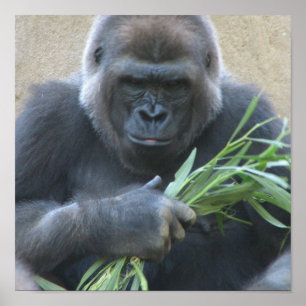 Poster Argent Gorilla Imprimer