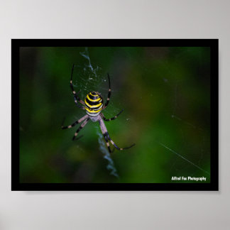 Poster Argiope bruennichi, Guêpe araignée, Orb-weaver