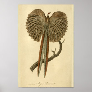 Poster Argus vintage Pheasant Histoire naturelle Imprimer