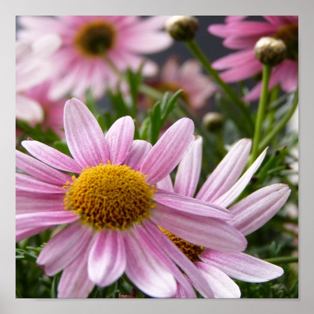 Poster Argyranthemum frutescens Marguerite Daisies (Devant)