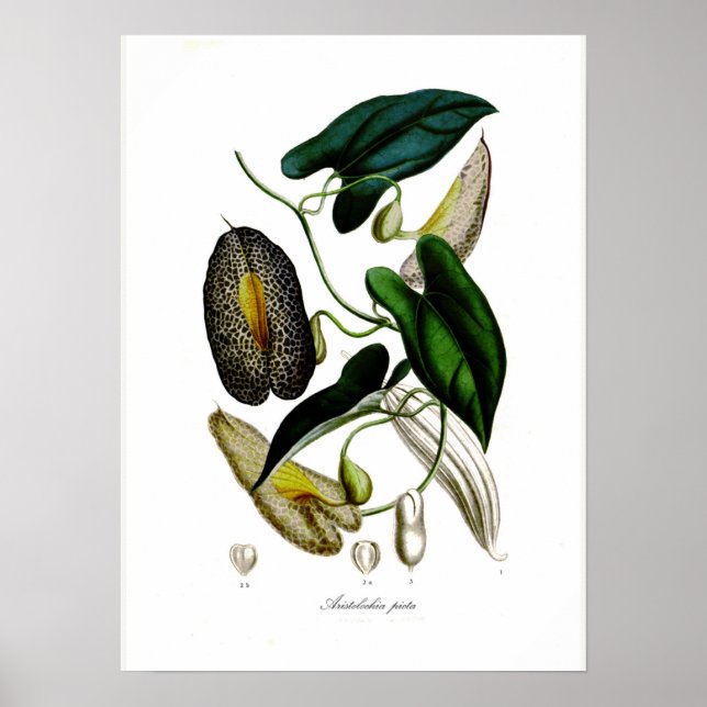 Poster Aristolochia picta (Devant)