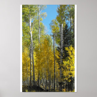 Poster Arizona Aspen