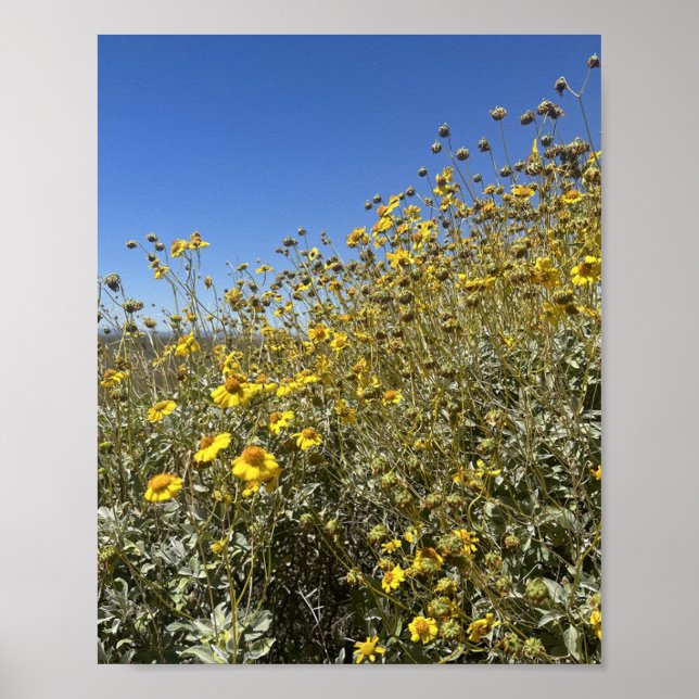 Poster Arizona Désert Fleurs Jaunes Paysage (Devant)