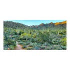 Arizona Desert Randonnée Trail Saguaro Cactus Fore