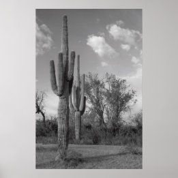 Poster Arizona Saguaro