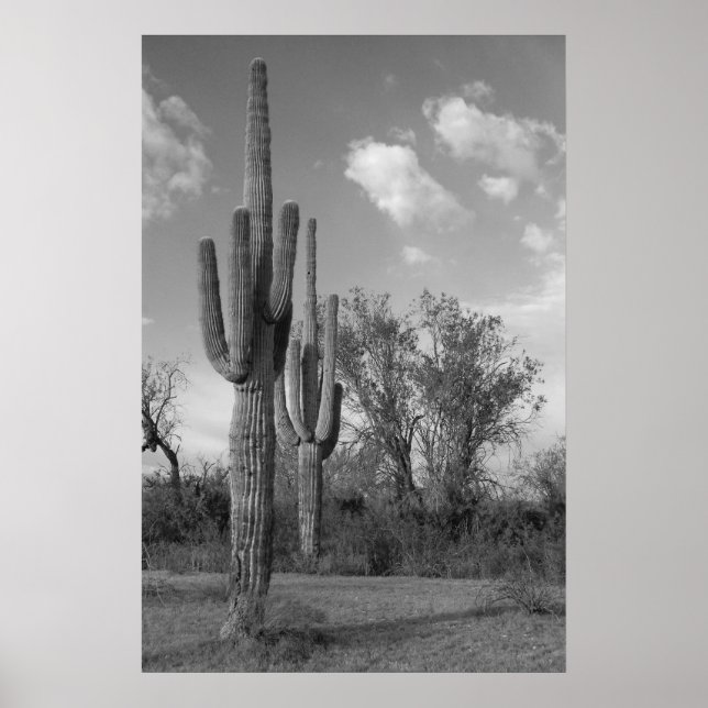 Poster Arizona Saguaro (Devant)