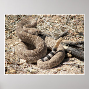 Poster Arizona Western Diamondback Rattlesnake