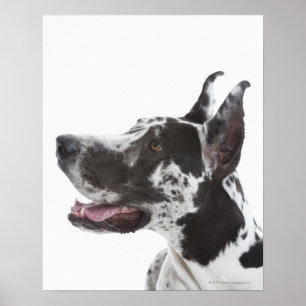 Poster Arlequin Great Dane