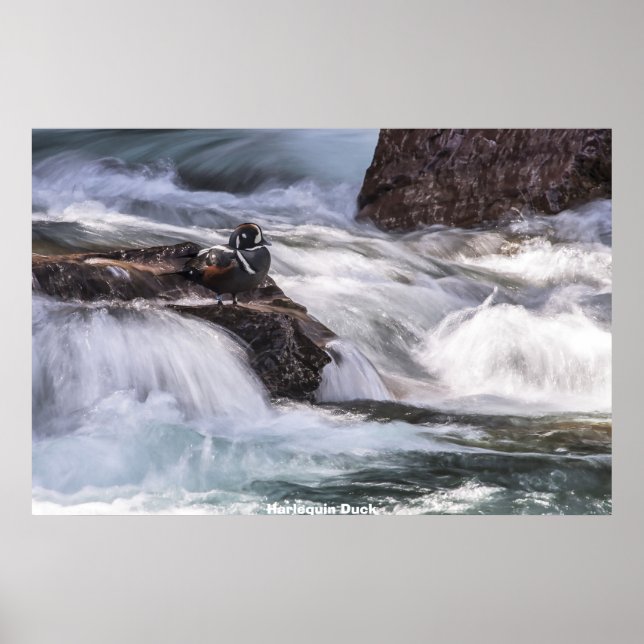 Poster Arlequin plongeur (Devant)