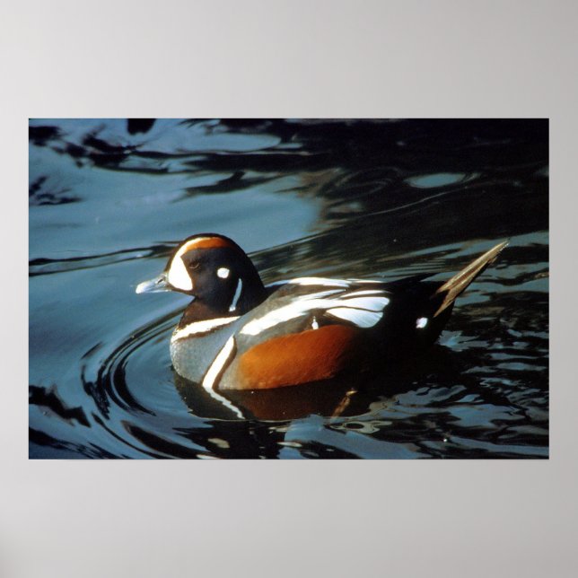 Poster Arlequin plongeur (Devant)