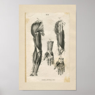 Poster Arm Muscles Vintage Anatomy Print