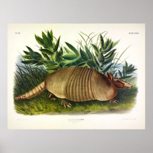 Poster Armadillo à nez long, à neuf bandes, par Audubon