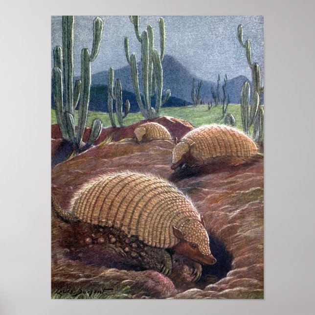 Poster Armadillos de Louis Sargent, Animaux sauvages Vint (Devant)