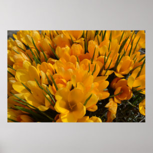 Poster Arôme de Crocus jaune - Fleurs jaunes dorées