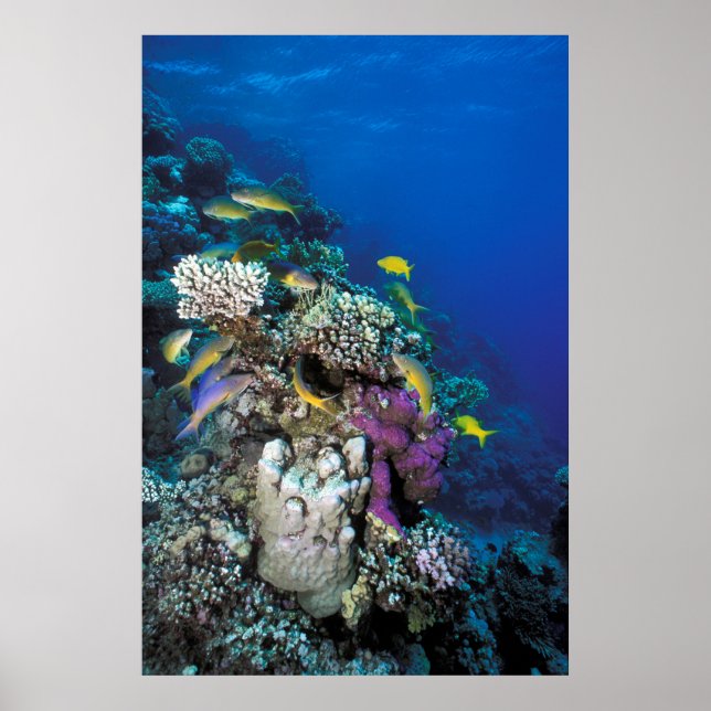 Poster Around Small Coral (Devant)