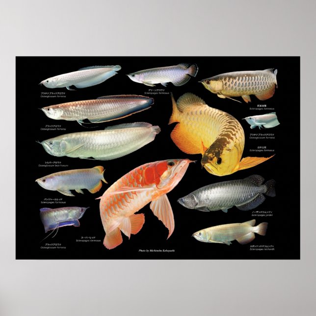 Poster Arowanaた ち の ポ  (Devant)