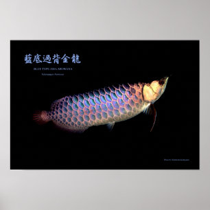 Poster Arowana asiatique "Type bleu"