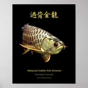 Poster Arowana asiatique "Type d'or"の ポ タ