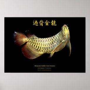 Poster Arowana asiatique "Type d'or"の ポ タ, No.02